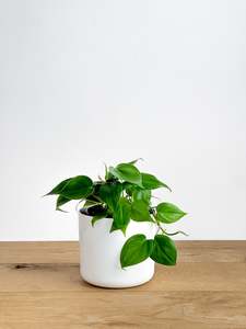 Plants: Philodendron 'Heartleaf'