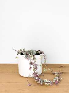 Plants: V. Chain of Hearts