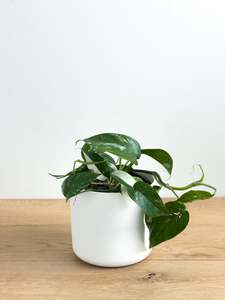 Plants: Variegated Epipremnum pinnatum