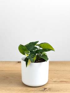 Plants: Syngonium Aurea