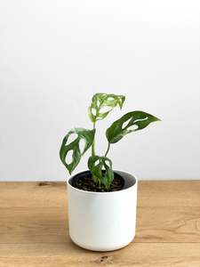 Monstera adansonii mint