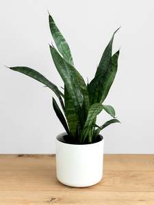 Plants: Sansevieria Black Coral