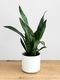 Sansevieria Black Coral