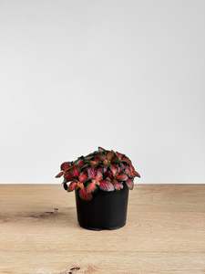 Plants: Fittonia - Flammule