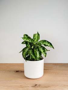 Aglaonema Pictum Tricolor