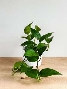 Plants: Jade Pothos