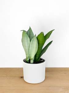 Plants: Sansevieria Moonshine