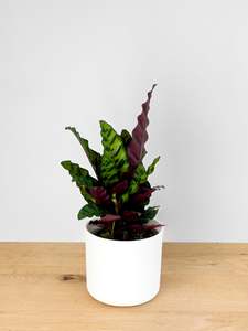 Plants: Calathea Rattlesnake