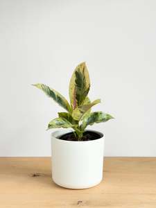 Plants: Ficus Shivereana