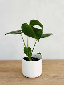 Plants: Monstera Deliciosa