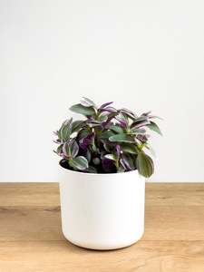 Plants: Tradescantia Sweetness