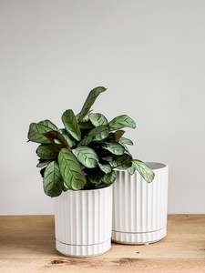 Pots: Athens Planter - White