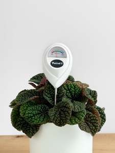 Extras: Moisture Meter