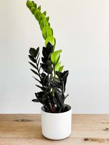 Zamioculcas 'Black Knight'