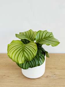 Featured: Calathea Orbifolia