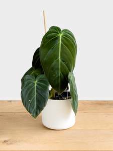 Plants: Philodendron Melanochrysum