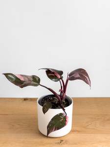 Plants: Philodendron Pink Princess