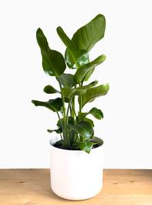 Plants: Strelitzia Nicolai