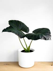 Plants: Alocasia - Regal Shield