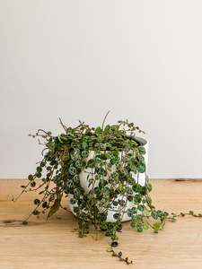 Plants: Peperomia Prostrata - String of Turtles