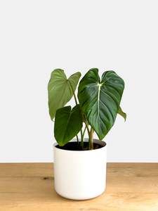 Philodendron Dean Mcdowell
