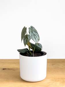 Plants: Philodendron brandtianum