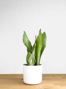 Sansevieria Moonshine