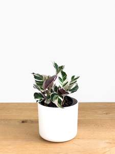 Plants: Calathea White Fusion