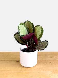 Plants: Calathea Coro