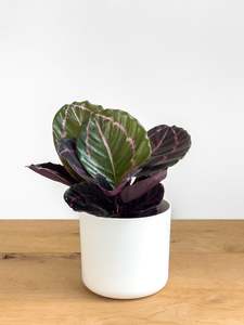 Plants: Calathea Dottie