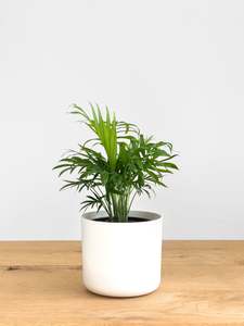 Plants: Chamaedorea Elegans
