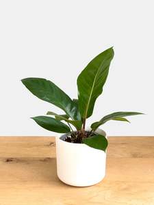 Plants: Anthurium Black dragon