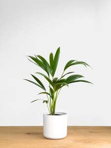 Plants: Kentia Palm