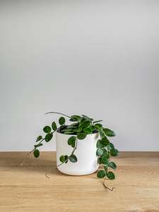 Plants: Hoya Mathilde