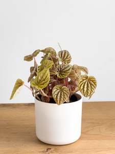 Peperomia Quito