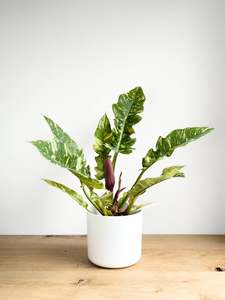 Philodendron Ring of Fire