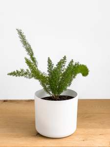 Featured: Asparagus Meyeri