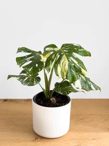 Featured: Monstera - Thai Constellation Large