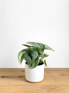 Featured: Scindapsus Exotica