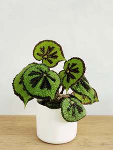 Begonia Masoniana - Mountain