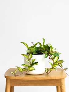 Plants: Hoya Australis Lisa
