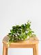 Peperomia Rocca Verde
