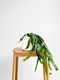Epiphyllum