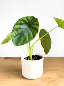 Alocasia Green Shield