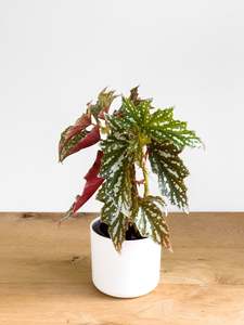 Begonia Bohemian Forest