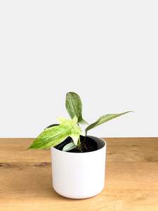 Plants: Philodendron Florida Ghost (1)