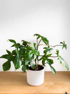 Philodendron Florida