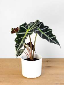 Alocasia Amazonica