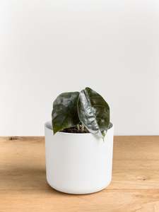Alocasia Azlanii