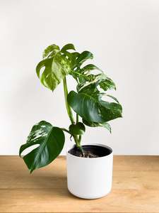 Monstera Albo (1)
